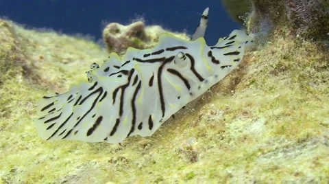 Plate droid nudibranch Stock Footage 921666