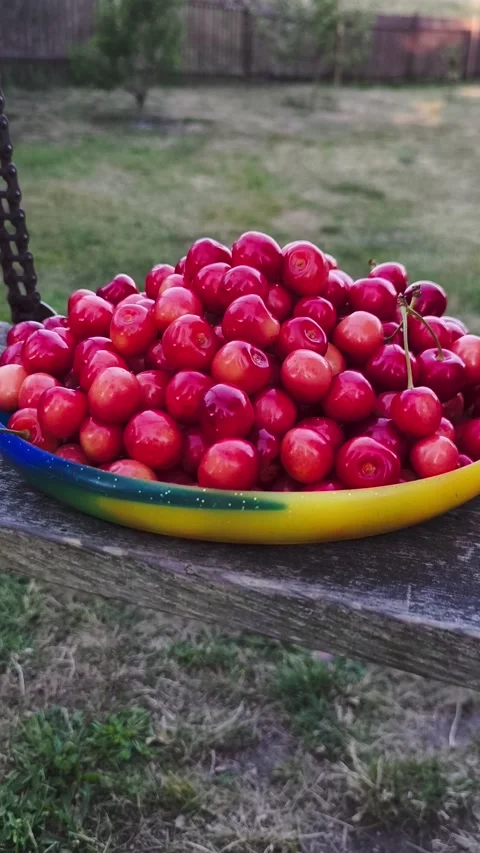 A plate of fresh cherries on a swing in a summer garden Stock Footage 312708331