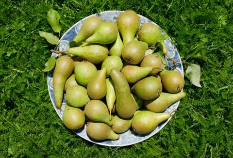 Plate of fruit in grass Stock Photos
