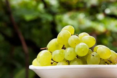 Plate of grape with vine leafs Stock Photos