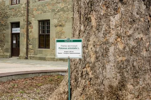 The plate indicates the age of the tree. Fotos de archivo