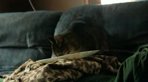 Plate licking cat Stock Footage 10808404