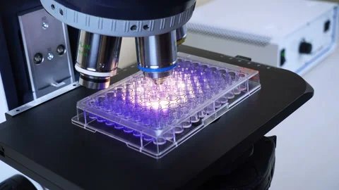 Plate Microscope Stock Footage 94684857