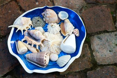 Plate with ocean shells Stock Photos