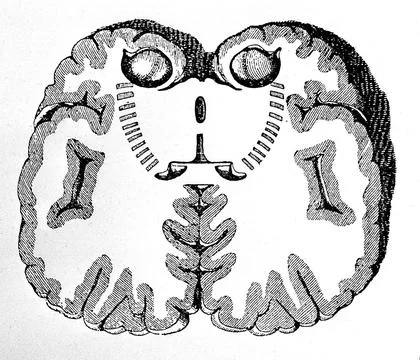 Plate showing coronal section of brain. Stock Illustration