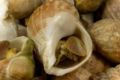 Plate of whelks, very close up Stock Photos