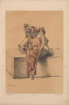 Plate XXV. External view of the pharynx with its muscles. Stock Illustration