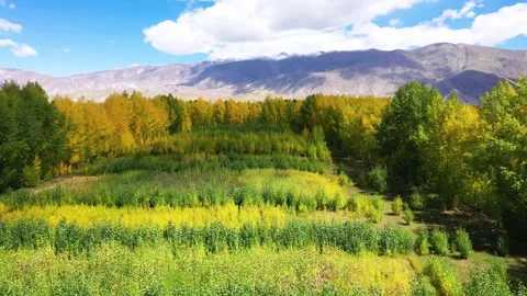 Plateau seedling forest Stock Footage 243078649