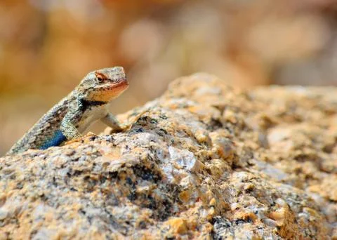 Plateau side-blotched lizard Foto stock
