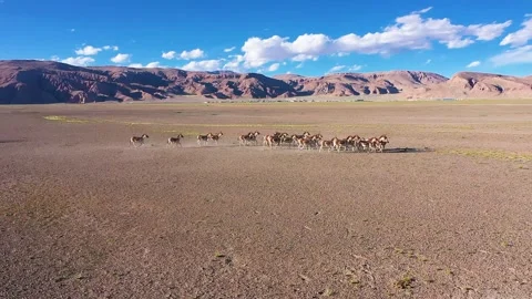 Plateau wildlife migration Stock Footage 243020559