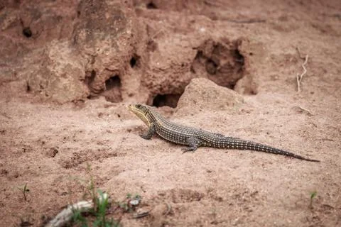 Plated lizard on a termite mount. Stock Photos