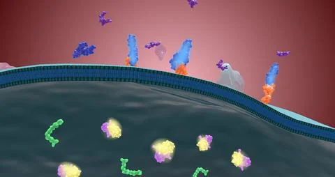 Platelet activation and aggregation play an important role in occlusive vascu Stock Illustration
