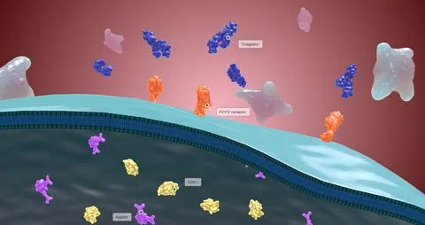 Platelet activation and aggregation play an important role in occlusive vascu Stock Illustration