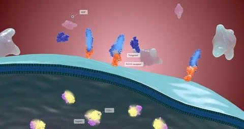 Platelet activation and aggregation play an important role in occlusive vascu Stock Illustration