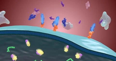 Platelet activation and aggregation play an important role in occlusive vascu Stock Illustration