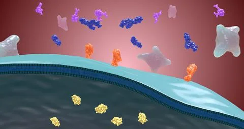 Platelet activation and aggregation play an important role in occlusive vascu Stock Illustration
