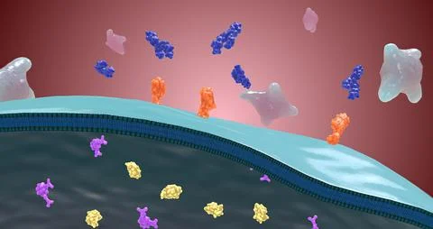 Platelet activation and aggregation play an important role in occlusive vascu Stock Illustration