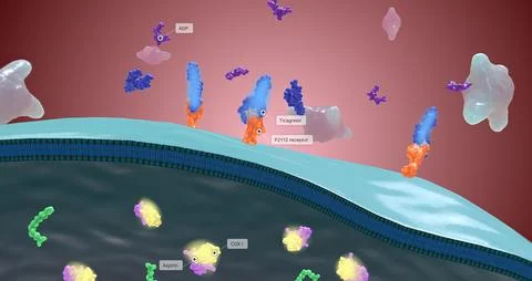 Platelet activation and aggregation play an important role in occlusive vascu Stock Illustration