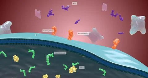 Platelet activation and aggregation play an important role in occlusive vas.. Stock Illustration