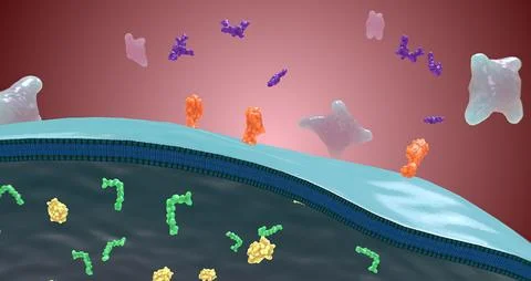 Platelet activation and aggregation play an important role in occlusive vas.. Stock Illustration