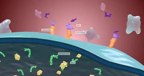 Platelet activation and aggregation play an important role in occlusive vas.. Stock Illustration