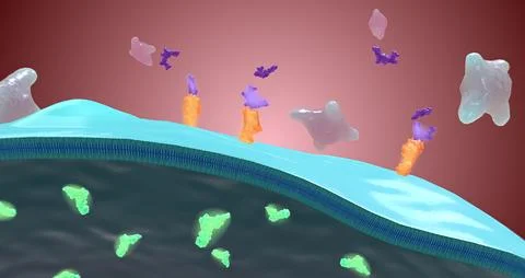 Platelet activation and aggregation play an important role in occlusive vas.. Stock Illustration