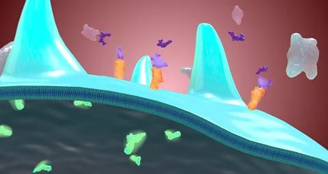 Platelet activation and aggregation play an important role in occlusive vas.. Stock Illustration