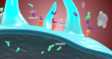 Platelet activation and aggregation play an important role in occlusive vas.. Stock Illustration