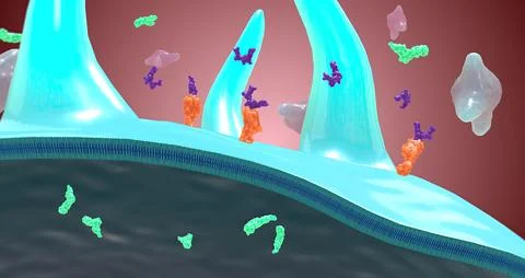Platelet activation and aggregation play an important role in occlusive vas.. Stock Illustration