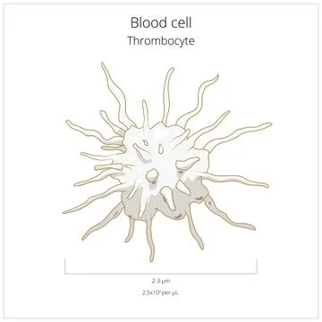 Platelet thrombocyte blood cell vector Illustrazione stock