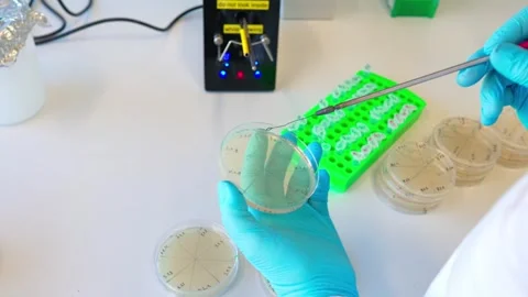 Plating out the bacteria colonies to the Agar plates Stock Footage 263250291
