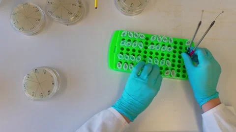 Plating out the bacteria colonies to the Agar plates 库存影片 263250353