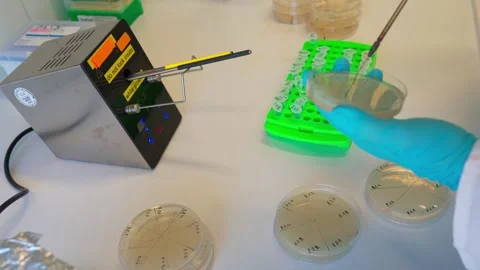 Plating out the bacteria colonies to the Agar plates 库存影片 263250432