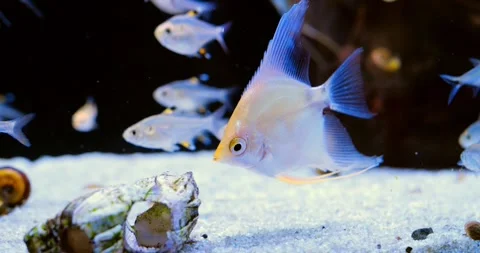 Platinum angelfish gracefully navigating aquarium environment, swimming among Stock Footage 314467733
