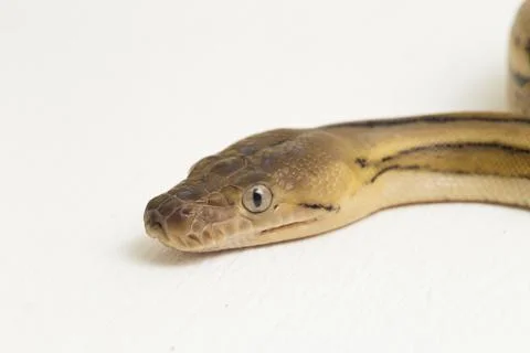 Platinum tiger reticulated python snake 스톡 사진