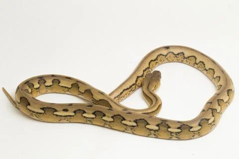 Platinum tiger reticulated python snake Foto stock