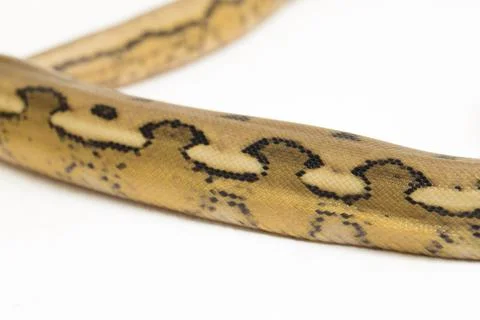 Platinum tiger reticulated python snake Photos
