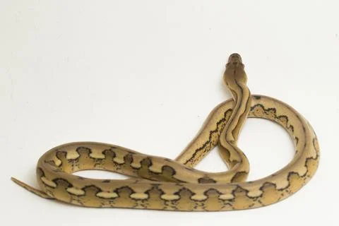 Platinum tiger reticulated python snake 写真素材