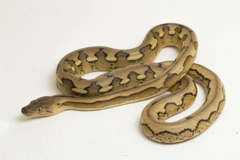 Platinum tiger reticulated python snake Stock Photos
