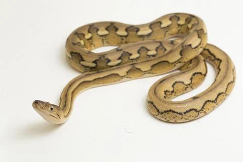 Platinum tiger reticulated python snake Stock Photos