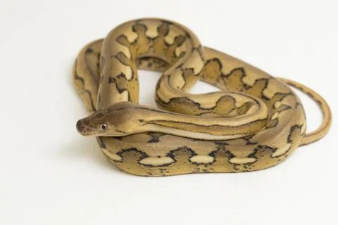 Platinum tiger reticulated python snake Foto stock