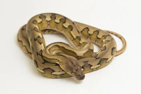 Platinum tiger reticulated python snake 스톡 사진