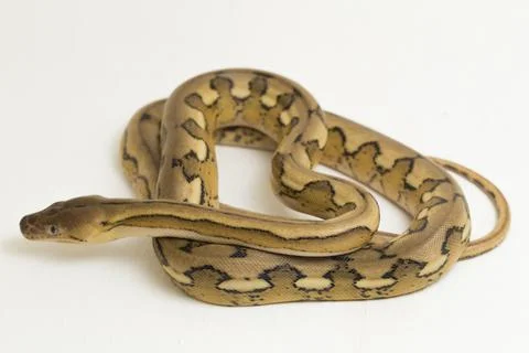 Platinum tiger reticulated python snake 스톡 사진