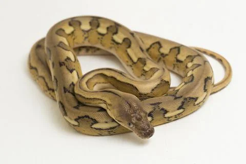 Platinum tiger reticulated python snake Stock Photos