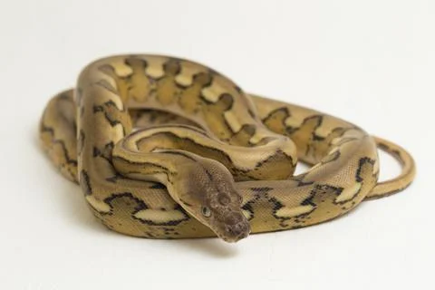 Platinum tiger reticulated python snake 库存照片