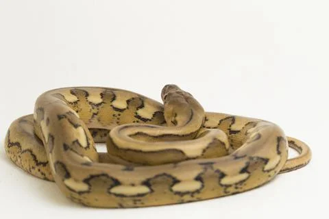 Platinum tiger reticulated python snake Stock Photos