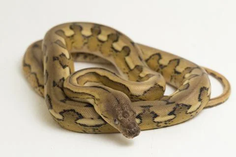 Platinum tiger reticulated python snake 库存照片