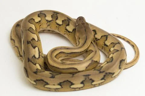 Platinum tiger reticulated python snake Photos