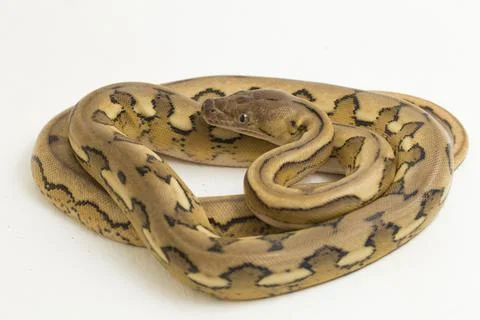 Platinum tiger reticulated python snake Foto stock
