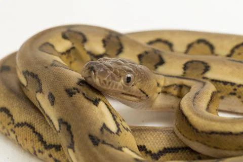 Platinum tiger reticulated python snake 写真素材